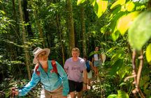 Airlie Waterfalls & Rainforest Bushwalk Eco Adventure
