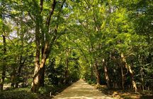 Kyoto Off The Beaten Path: Hidden Zen Garden & Magical Shrine