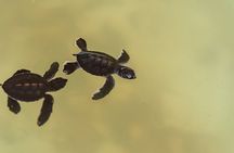 Khao Lak Highlights with Temple Turtles and Elephants Tours