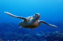 Turtle Snorkeling in Ishigaki - Fluent English! Small Group!