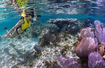 Cozumel 3 Reefs Snorkel