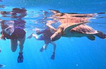Turtle Snorkeling in Ishigaki - Fluent English! Small Group!