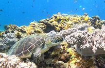 Turtle Snorkeling in Ishigaki - Fluent English! Small Group!
