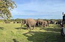Private Jeep Safari at Minneriya National Parks