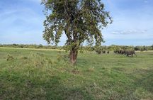 Private Jeep Safari at Minneriya National Parks