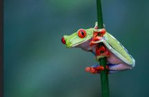 Night Walk EN Esp French, English in La Fortuna Costa Rica