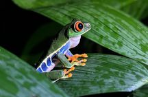 Night Walk EN Esp French, English in La Fortuna Costa Rica