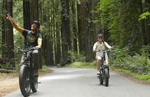 E-Bike Tour in the Avenue of the Giants Redwood Forests - 4 Hours
