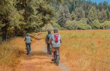 4 Hour Redwood National and State Park E Bike Adventure