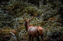 4 Hour Redwood National and State Park E Bike Adventure