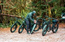 4 Hour Redwood National and State Park E Bike Adventure