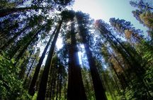 Calaveras Big Trees State Park Day Tour