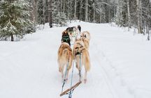 Local Husky Experience with Sled Ride and Photographer