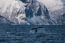 Tromso: Responsible Whale Watching Cruise (MS Alba)