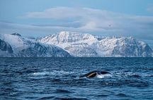 Tromso: Responsible Whale Watching Cruise (MS Alba)