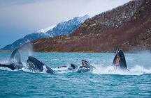Tromso: Responsible Whale Watching Cruise (MS Alba)