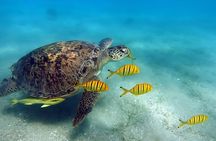 Sea Turtles Marsa Mubarak, Boat trip with Snorkeling-Marsa Alam 