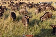 3 Day Masai Mara Daily Budget Safaris on 4x4 with No Park Fees