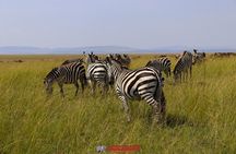 3 Day Masai Mara Daily Budget Safaris on 4x4 with No Park Fees