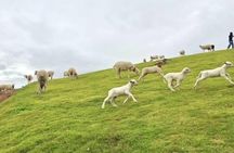 Mon Jam Flower Hills, Alpaca Cafe & Dantewada (Private Trip)
