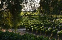 Visita Guiada Centro del Vino Sin Museo