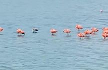 Private Customizable Curacao Beaches, Nature & Countryside Tour