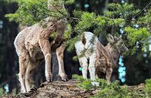 Lake Louise, Banff Gondola, Minnewanka and Banff Town Tour
