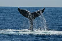 Dolphin Watching and Marine Life on the Coast of Oaxaca