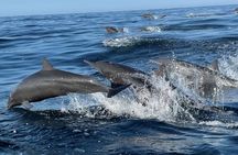 Dolphin Watching and Marine Life on the Coast of Oaxaca