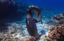 Two Tank Wreck and Drift Dive in Oahu