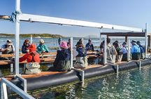 Oyster Farm Tour with Hotel Pick-up and return from Port Lincoln