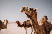 Private Tangier Shore Excursion Explore the City in a Day