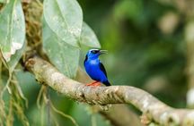 2-in-1 Arenal Coffee and Chocolate Tour