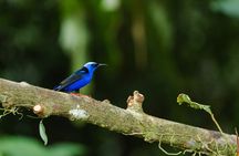 2-in-1 Arenal Coffee and Chocolate Tour