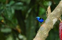 2-in-1 Arenal Coffee and Chocolate Tour