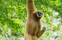 3 Day Wild Gibbon Adventure with Karen Community Homestay