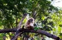 3 Day Wild Gibbon Adventure with Karen Community Homestay