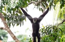 3 Day Wild Gibbon Adventure with Karen Community Homestay