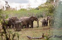 3 Days Diani Nature and Birdwatching Tour in Kenya