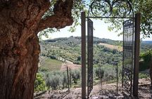 Florence Half Day Chianti Wine Tour with Tuscan Food Tastings