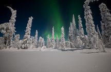 Northern Lights Hunting Expedition in Ranua, Lapland