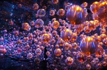 TeamLab Phenomena Abu Dhabi Ticket