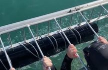 Shark Cage Diving Adventure CAPE TOWN(Lunch & Transport included)