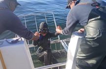 Shark Cage Diving Adventure CAPE TOWN(Lunch & Transport included)