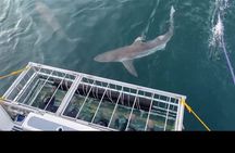 Shark Cage Diving Adventure CAPE TOWN(Lunch & Transport included)