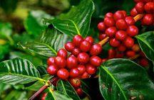 Visit Materuni Waterfall with Chimbo (origin) Point & Coffee Tour