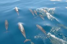 Maldives Dolphin Discovery Cruise by Speedboat