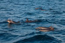 Maldives Dolphin Discovery Cruise by Speedboat