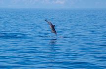 Maldives Dolphin Discovery Cruise by Speedboat