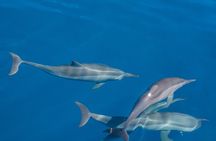 Maldives Dolphin Discovery Cruise by Speedboat